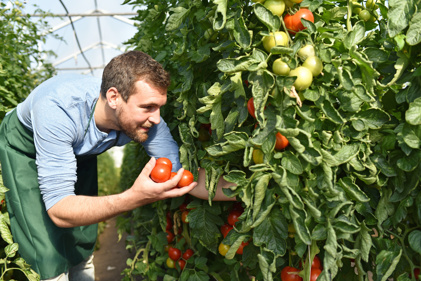 GS1 Graded Agrarisch En Vers Teler Plukt Tomaten In Kas PRESENTATIE