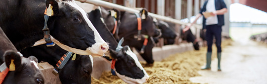 A uniform supply chain language - Veehouderij