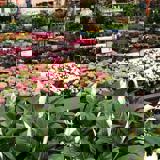 Nieuwsbrief tuin en dier - Tuincentrum Osdorp Boekt Flinke Online Groei Met Gs1 Datapool (1) (1)