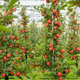 De appel valt met een GLN letterlijk niet ver van de boom - De appel valt met een GLN letterlijk niet ver van de boom