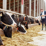Nieuw stikstofbeleid begint met betrouwbare data - GS1 Graded Agrarisch En Vers Boer In Stal Met Koeien HIGHRES