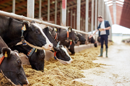 Productdata op dezelfde manier delen Zo helpen we de wereld vooruit - GS1 Graded Agrarisch En Vers Boer In Stal Met Koeien HIGHRES