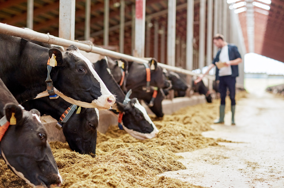 Nieuw stikstofbeleid begint met betrouwbare data - GS1 Graded Agrarisch En Vers Boer In Stal Met Koeien HIGHRES