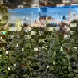 Tuinretailer Oh'Green zet GS1 in voor digitale transformatie - Tuinretailer Ohgreen Zet GS1 In Voor Digitale Transformatie (1)