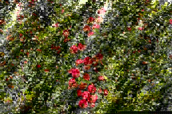 Apple Tree - Elstar Appelboom