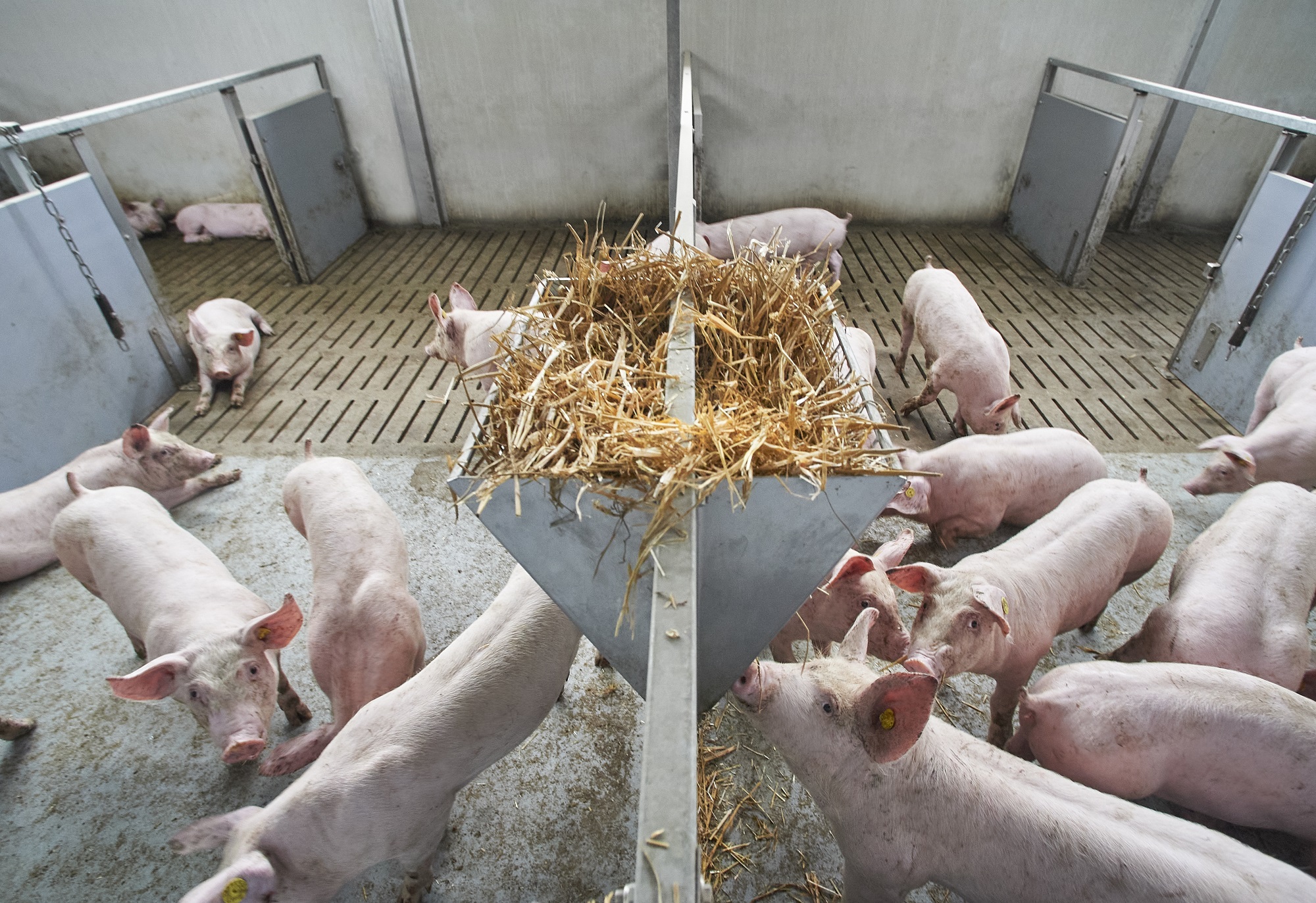 Vion: nieuw locatieregister vermindert ruis in varkensketen - Vion Nieuw Locatieregister Vermindert Ruis In De Varkensketen