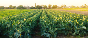  Agriculture & Fresh - Adobestock 296118696 (1) (1)
